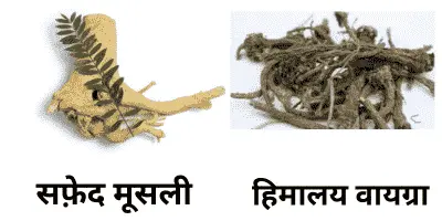 Safed Musli Image